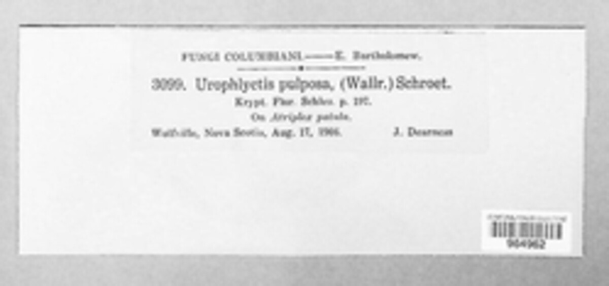 Physoderma pulposum image